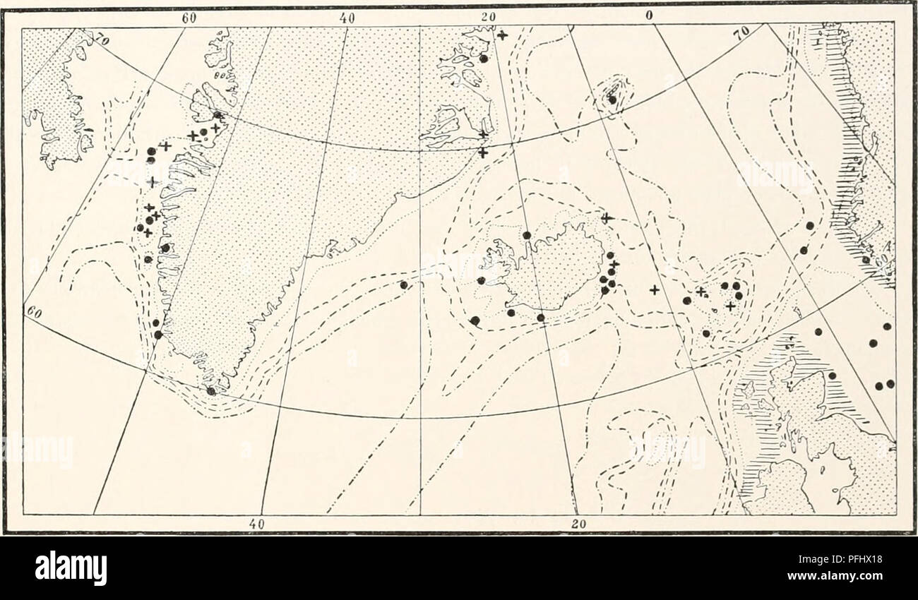 . The Danish Ingolf-Expedition. Scientific expeditions; Arctic Ocean. HYDROIDA II II creeping colonies of Lafoea gracillima, and a number of colonies which have later been identified as Lafoea pygmcea should doubtless be referred to Lafoea gracillima. Bonne vie, (1899 p. 62) notes in her table as to the hydrothecse that they have &quot;slightly outward-curving margin&quot;; this does not agree with Hincks's expression &quot;hydrothecse . . cylindrical, elongate and narrow&quot; or with his drawing of the species. In my first report on the hydroids from &quot;Michael Sars&quot; (1903 the table) Stock Photo