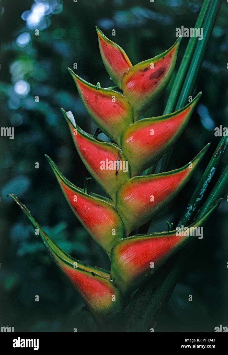Costa Rica, Heliconia wagneriana on Sarapiqui Heliconia island, close-up Stock Photo