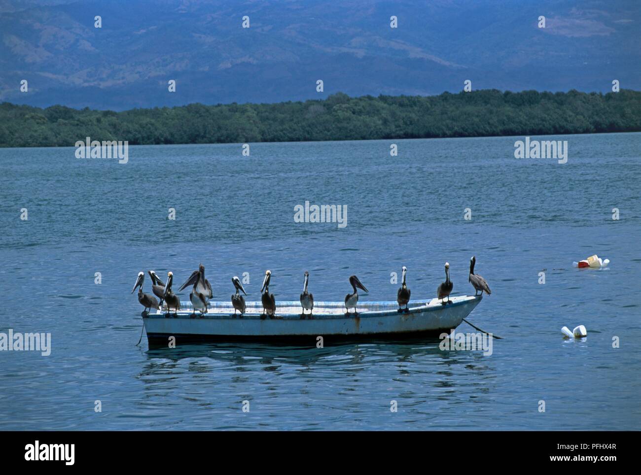 Costa Rica, Puntarenas (Sandy Point), Brown Pelican's perching on small wooden boat on river Stock Photo