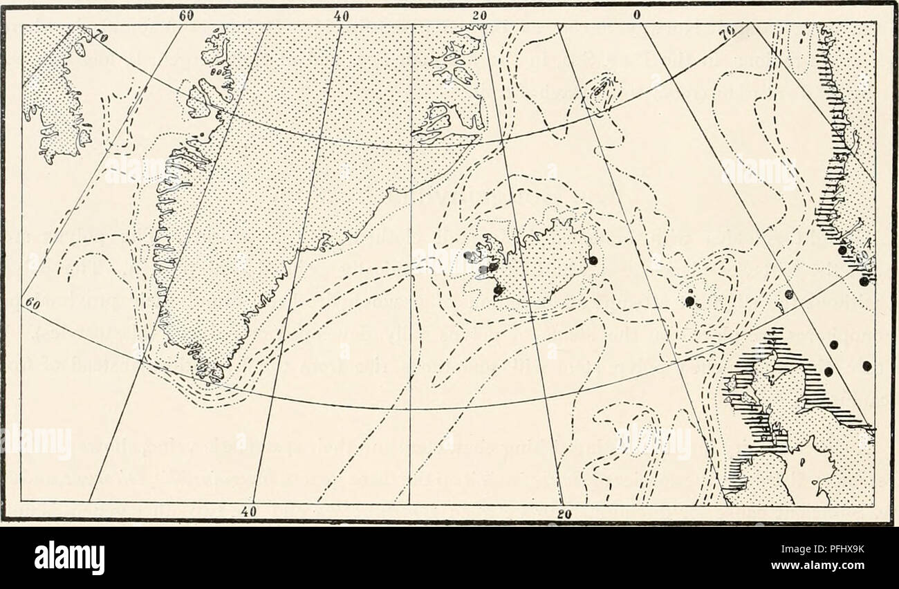 . The Danish Ingolf-Expedition. Scientific expeditions; Arctic Ocean. 5° HYDROIDA Dicoryne conferta (Alder) as to confusion, and the two species have probably more than once been mis- taken for one another. Both the species have styloid gonophores; but in Hcterocordyle they are ses- sile, while in Dicoryne, when ripening, they assume cilia all over, develop two tentacles, and break away. This is, unquestionably, a phenomenon of mere biological adaptation and cannot be recognized as sufficient for distinction of genera as long as it is not accompanied by a thorough change of the organization of Stock Photo