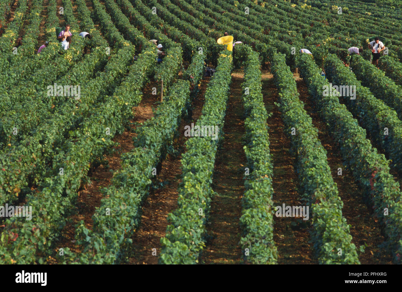 France, Burgundy Wine Region, Nuits-St-Georges, rows of vines in field being harvested, elevated view. Stock Photo