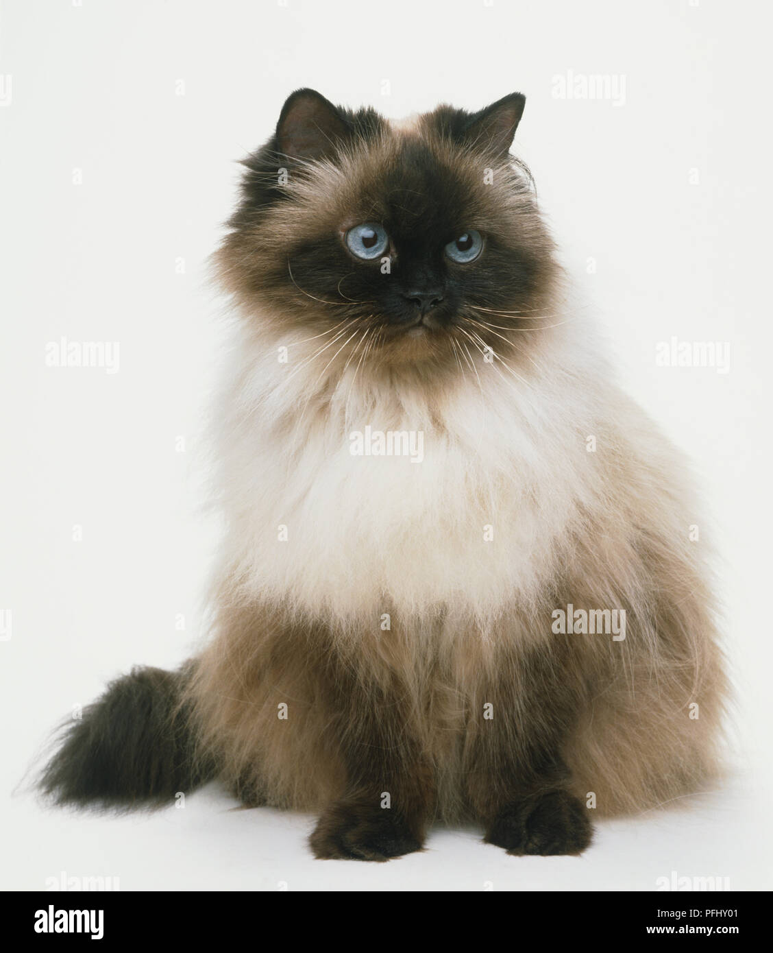 Gray persian on sale cat