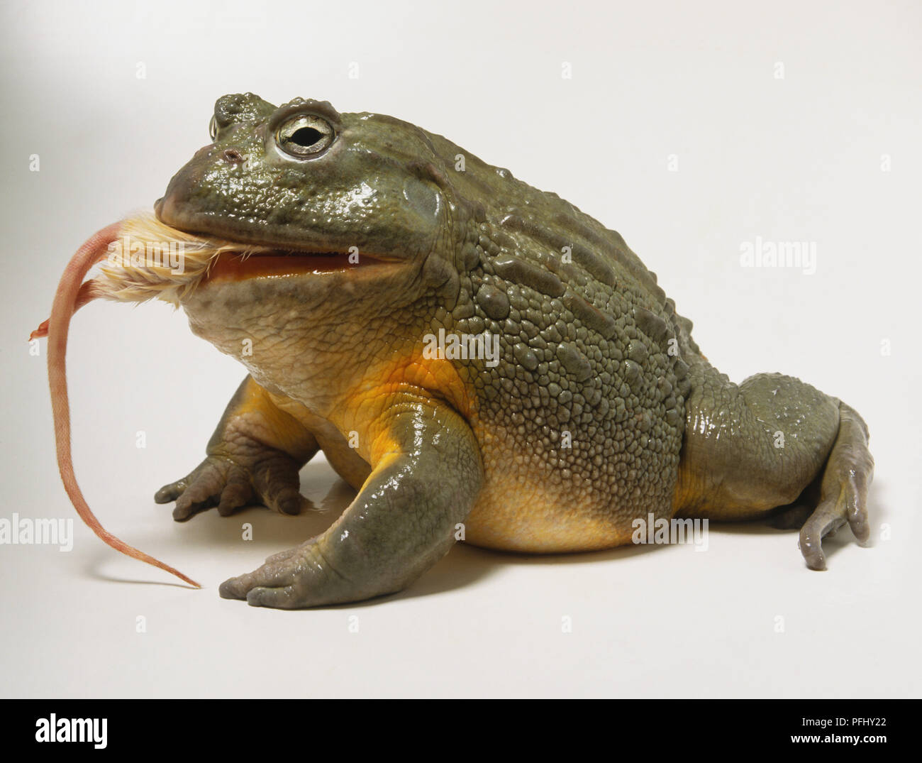 Pyxicephalus adspersus, African Bullfrog eating mouse, side view Stock