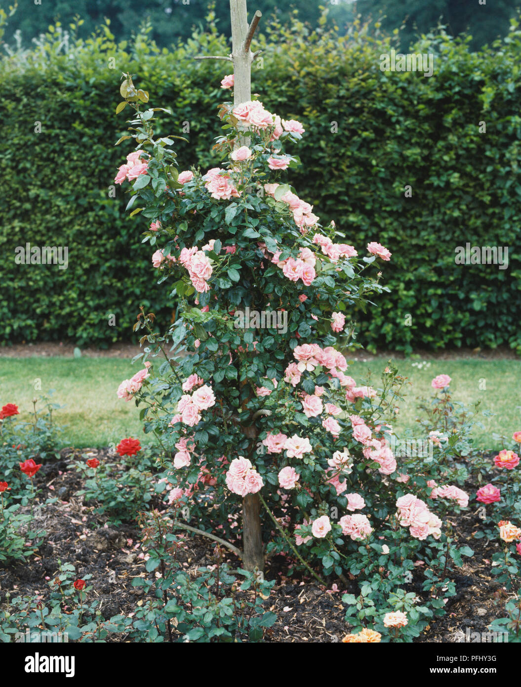 Rosa Pink Rose Bush Climbing Thin Tree Trunk In Garden Front View Stock Photo Alamy