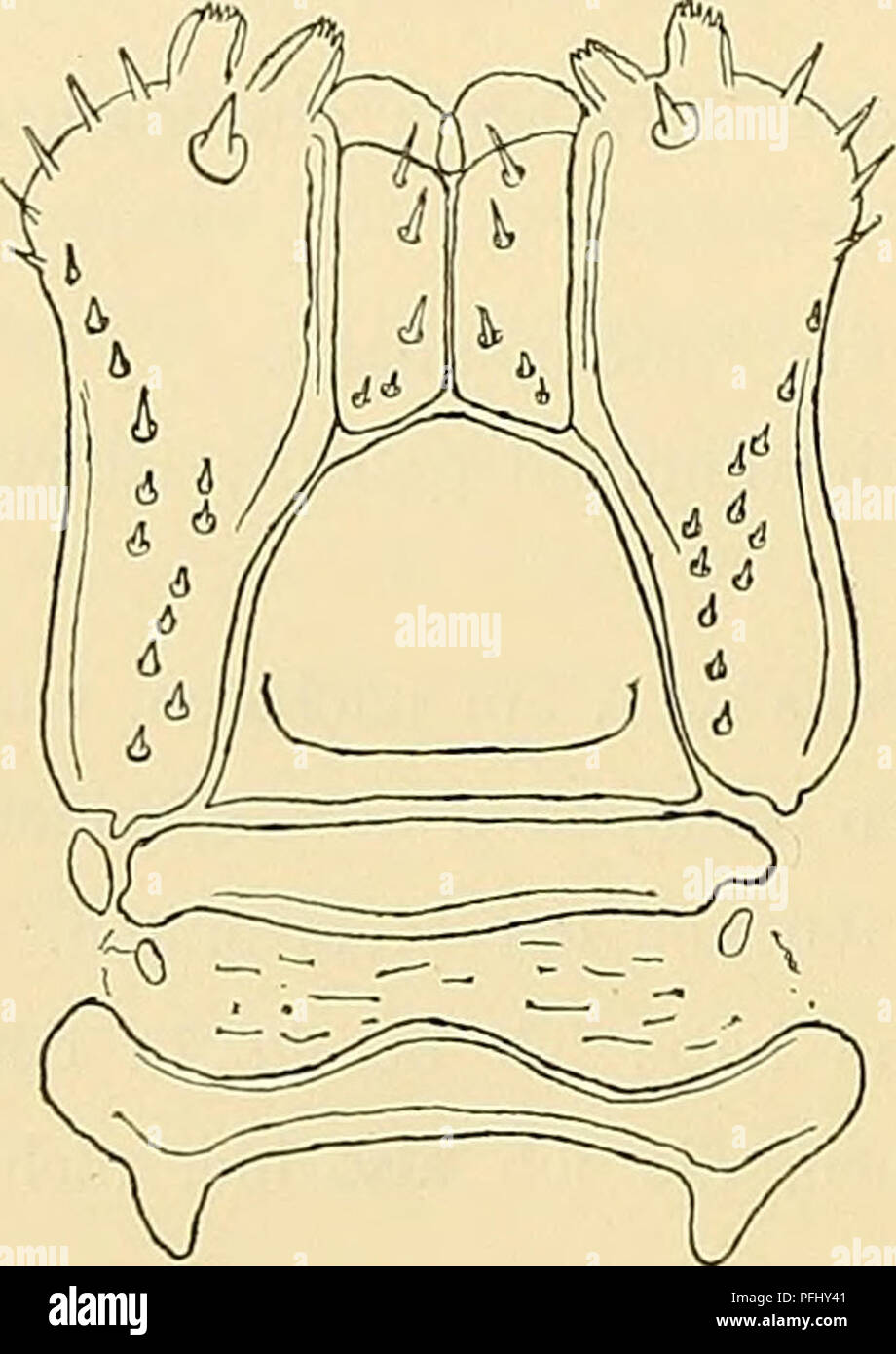 . Denkschriften der Medicinisch-Naturwissenschaftlichen Gesellschaft zu Jena. 48 C. Graf Attems, 48 Antennen und Ringteil des Analsegments, letzteres mit Ausnahme des gelben Streifes, dunkelbraun. Beine und Analklappen licht braungelb. c? mit 55 Rumpfsegmenten. Breite o* 1,4 mm, $ 1,6 mm. Gestalt schlank. Vorderrand des Kopfschildes kaum merklich eingebuchtet, die 3 Zähne groß, breit und etwas stumpf. 6 Supralabralborsten. Innerer Augenwinkel abgestumpft, nicht so weit hereinreichend wie die Antennenbasis. Die Ocellen zahlreich, in 9 schrägen Querreihen, gut konvex. Scheitelfurche sehr fein un Stock Photo