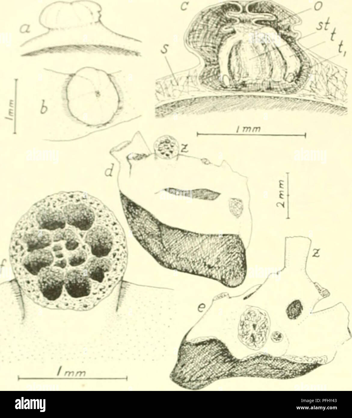 räven winter jacket