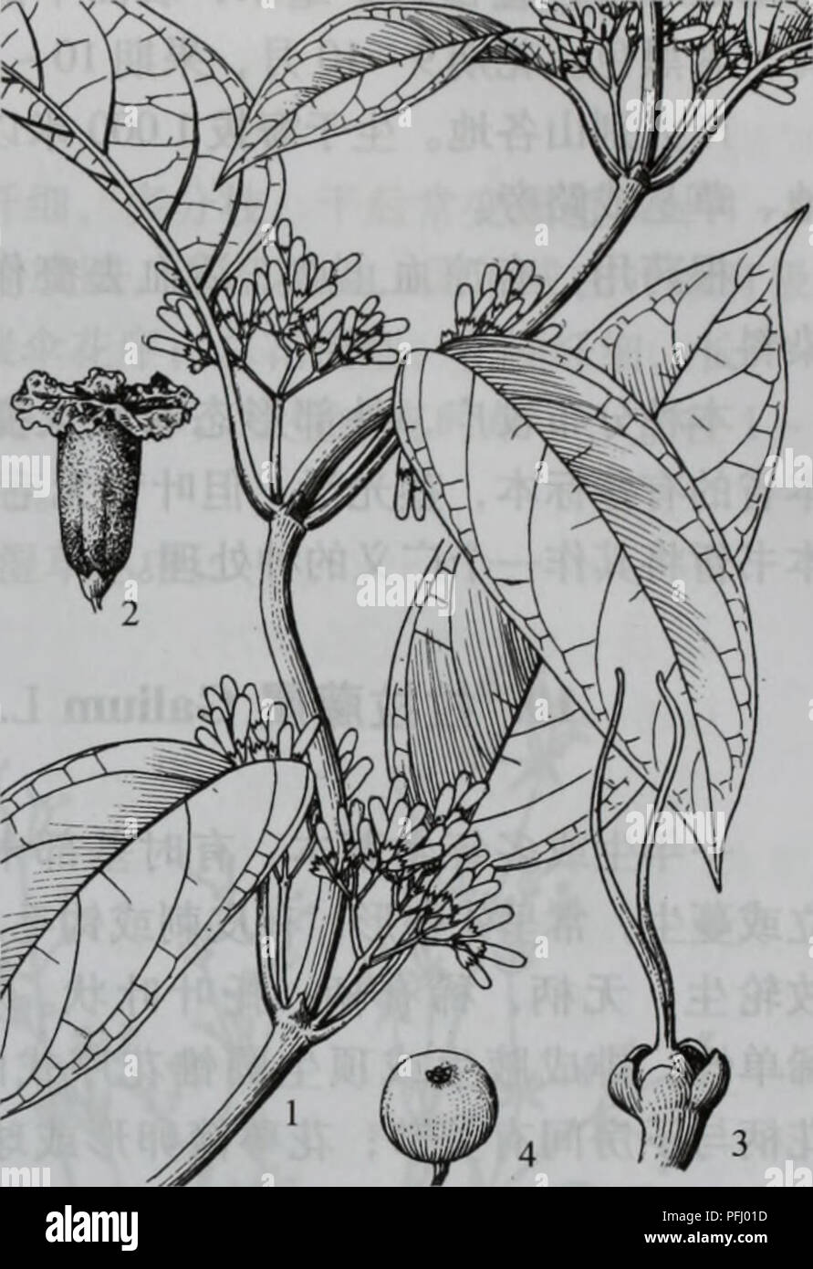 . da bie shan zhi wu zhi. botany. ä¸ä¸ä¹ãèèç¦¾æRubiaceae 1035 é¿çº¦1æ¯«ç±³ï¼è±å æ·¡ç´«è²ï¼å ç-é¿çº¦10æ¯«ç±³ï¼å¤é¢ ç°ç½è²ï¼å é¢ç´«è²ï¼åè¢«æ¯ï¼æªé¨5è£çå®½ä¸è§å½¢ï¼ é¿1~2æ¯«ç±³ï¼éåç¶ï¼è¾¹ç¼å·ç¼©å æ²ï¼éè5æï¼ çäºè±å ç-ä¸-ï¼è±ä¸é¿ç-ä¸ä¸ï¼è±è¯èçï¼è±æ±2 æï¼ä¸ç¶ï¼åºé¨è¿åãæ ¸æçå½¢ï¼é»è²ï¼å äº®å¹³æ»ï¼ ç´å¾5~7æ¯«ç±³ï¼é¡¶å ä»¥å®¿è¼æªåè±çï¼å æ2æå æ ¸ï¼å°åææ·¡é»è²ï¼æ ç¿ ï¼ç§å-æµ é»è²ãè±æ6~8 æï¼ææ8 ~ 10æã äº§å¤§å«å±±åå°ãçäºæµ·æ800ç±³ä»¥ä¸æ²æãæç¼ çä¸ä¸-ã å ¨èè¯ç¨ï¼ç¥é£å©æ¹¿ãæ¶é£åç§¯ãæ-¢å³éçï¼ å¯æ²»èå¬ä¼¤ç-çï¼èç®ä¸ºé çº¸åäººé æ£åæã æ¯é¸¡ç¢è¤ï¼åç§ï¼ Paederia scanbens ( Lour. ) Merr. var. tomentosa (Bl. ) Hand. - Stock Photo