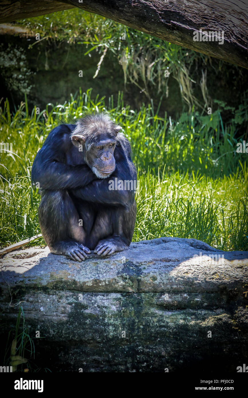 Monkey predators hi-res stock photography and images - Alamy