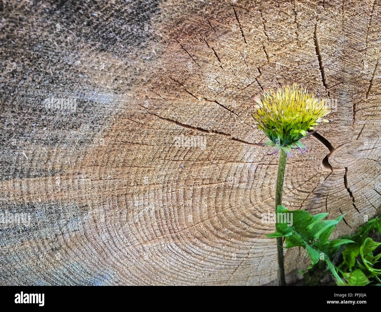 Dead and alive fantasy concept a yellow dandelion flower against the