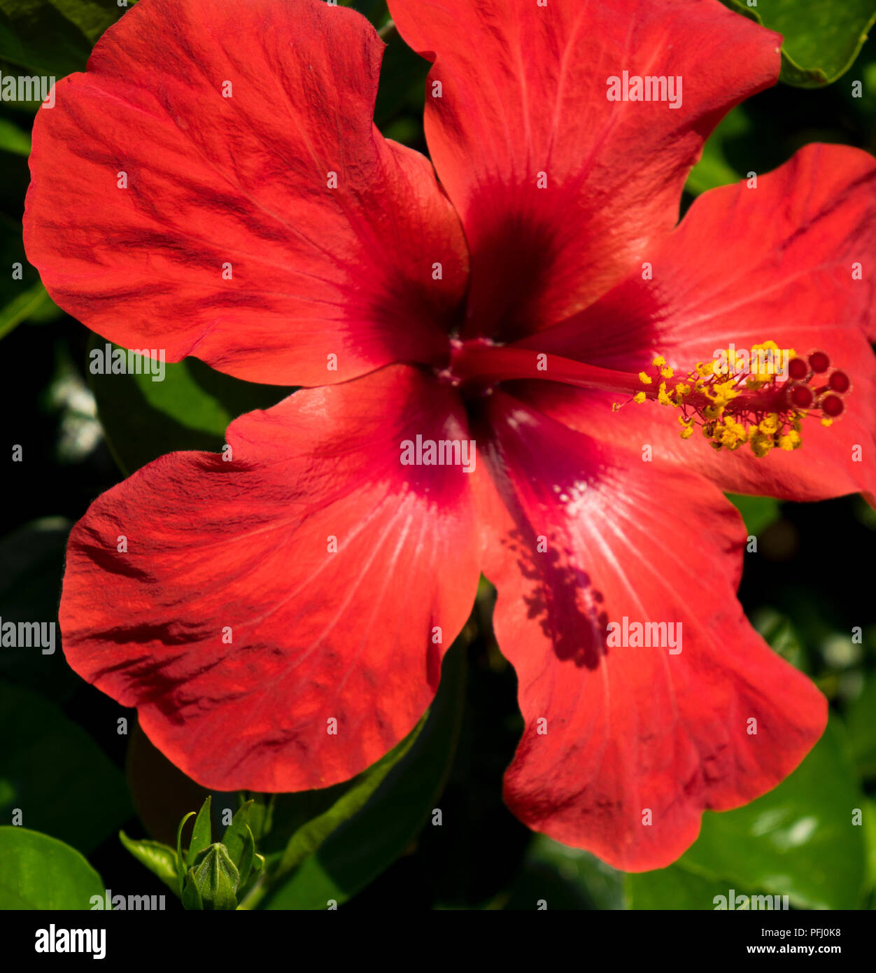 Hibiscus flower in Greece Stock Photo Alamy