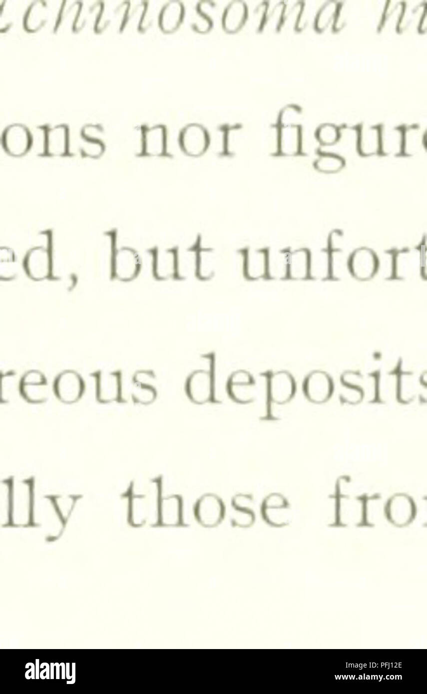 Distinct rostrum structure hi-res stock photography and images - Alamy