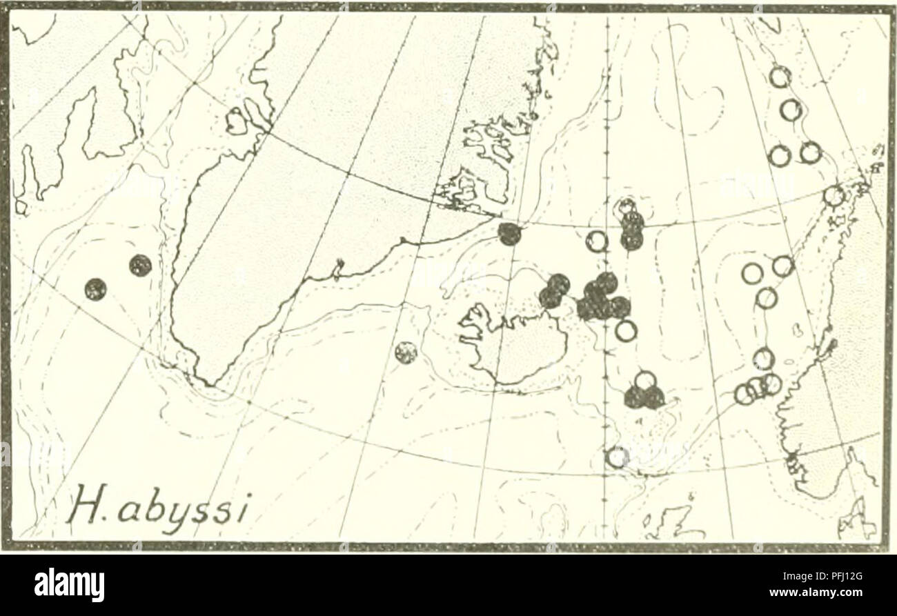 . The Danish Ingolf-expedition. Marine animals -- Arctic regions; Scientific expeditions; Arctic regions. CRUSTACEA MALACOSTRACA. VI. 165. Harpinia abyssi G. O. Sars (Cart 29). Harpinia abyssi G. O. Sars 1895, p. 160, PL 56 fig. 1. â Stebbing 1906, p. 144. Occurrence. This species was secured by the &quot;Ingolf&quot; at 14 stations. W. of Greenland: St. 24: 63Â°o6' N., 56Â°oo'W. 2258 m. Temp. 2.40. 2 spei - 36: 6iÂ°5o'N., 56Â°2i'W. 2702111. Temp. 1.5Â°. r spec. W. of Iceland: St. 10: 64 24'N., 28Â°5o' W. 1484m. Temp. 3.50. 1 spec. S. of Jan Mayen: St. 116: 70 05' X., 8 26' W. 700111. Temp. -; Stock Photo