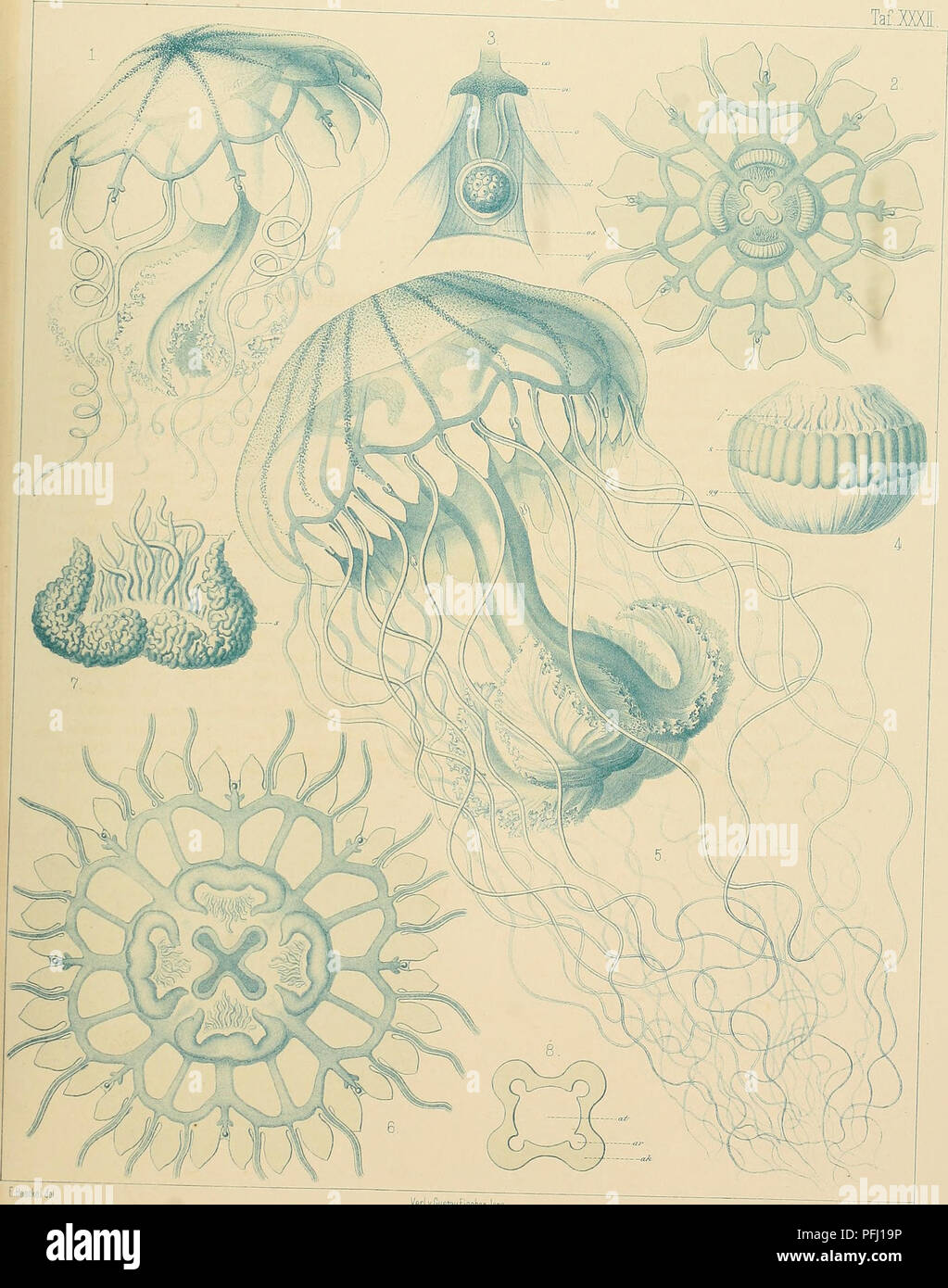 . Denkschriften der Medicinisch-Naturwissenschaftlichen Gesellschaft zu Jena. JfiNA.JJENKSCHRIFT.ßai DISCOMEDUSAE. TaOXXii,. Verl.v.GustavFischer Jena. 1-4.Floscula,5-8.Floresca UtiAiistvESiltsdiJena.. Please note that these images are extracted from scanned page images that may have been digitally enhanced for readability - coloration and appearance of these illustrations may not perfectly resemble the original work.. Medizinisch-naturwissenschaftliche Gesellschaft zu Jena. Stock Photo