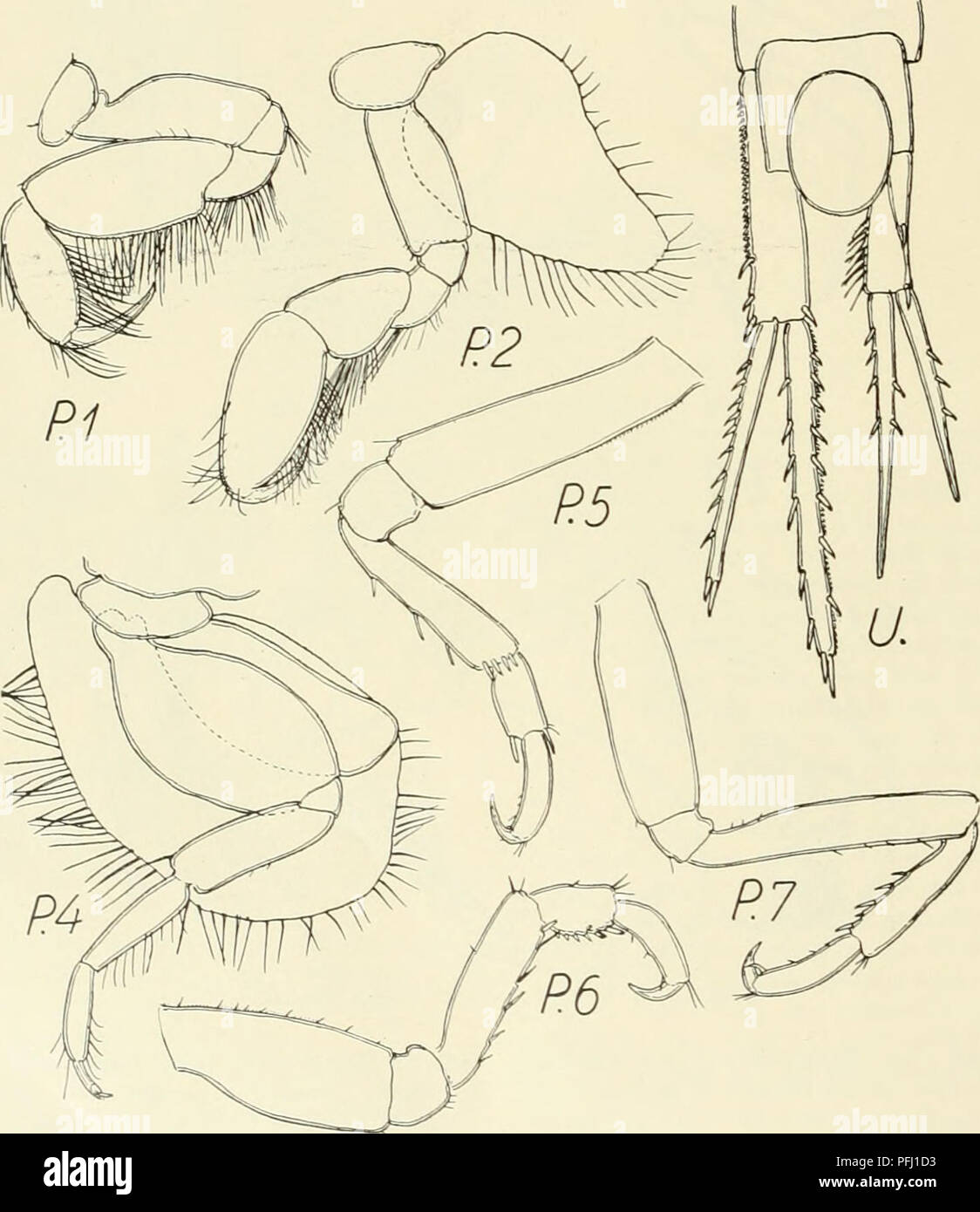 . The Danish Ingolf-expedition. Marine animals -- Arctic regions; Scientific expeditions; Arctic regions. Fig. 33. Duliehia spinosa $ and young $ (J = young specimen).. Fig. 34. Duliehia spinosa $. in D. porrecta. Antennae 1-2 lost. Pereiopod 1, side plate rather small, rounded rectangular, without spiniform process; 5th joint very broad, ov • 1V2 times as broad as the oblong oval next joint. Pereiopod 2, side plate has a long spiniform process, two thirds the length of second joint: second joint long, distally with a rounded lobe; 6th joint in length equal to second joint, broad, with a large Stock Photo