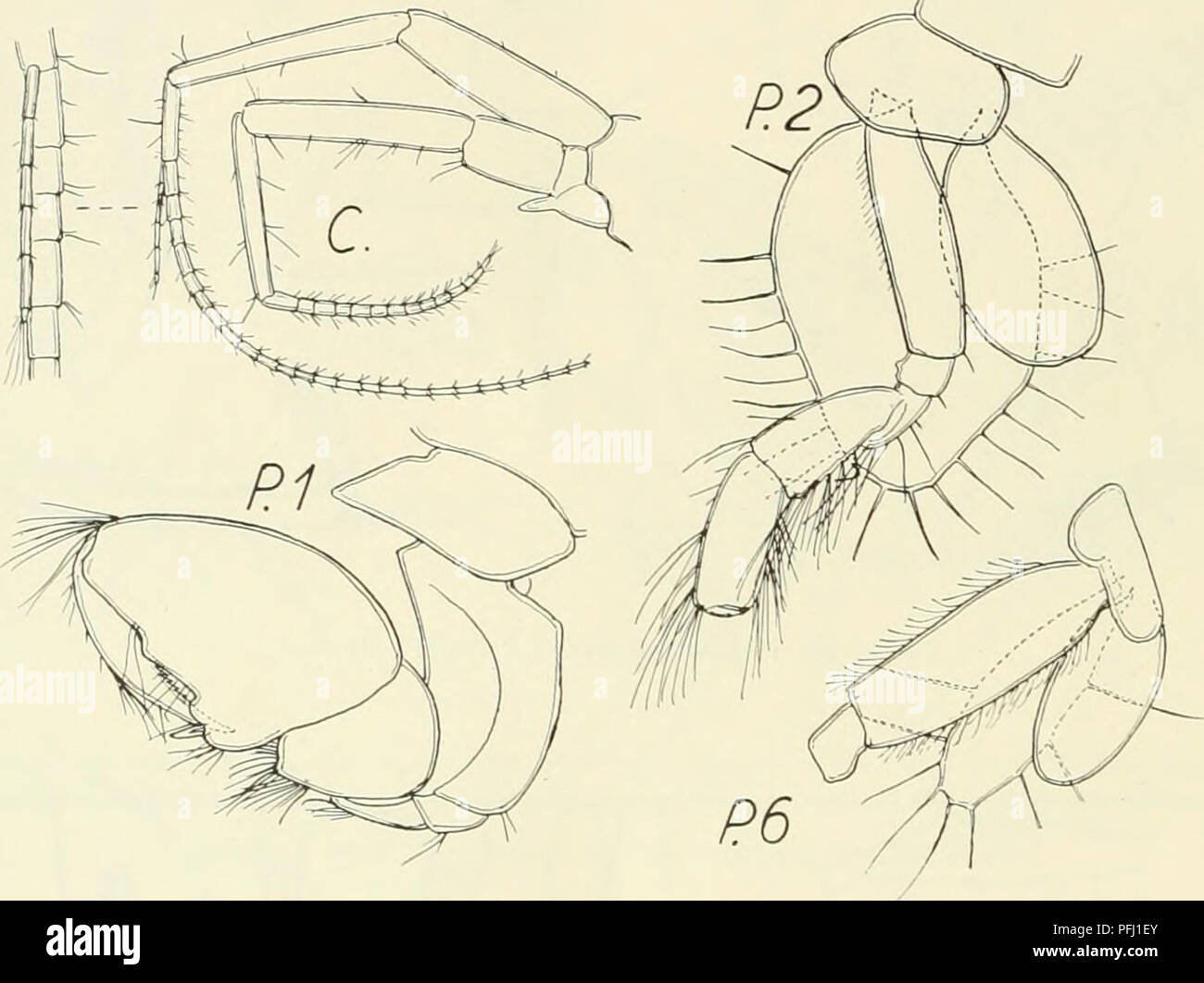 This segment of the Danish Ingolf Expedition focuses on crustaceans from the Arctic, particularly the amphipod species Unciola petalocera. It provides detailed anatomical descriptions and the species' distribution in the region of Baffin Bay. Stock Photo