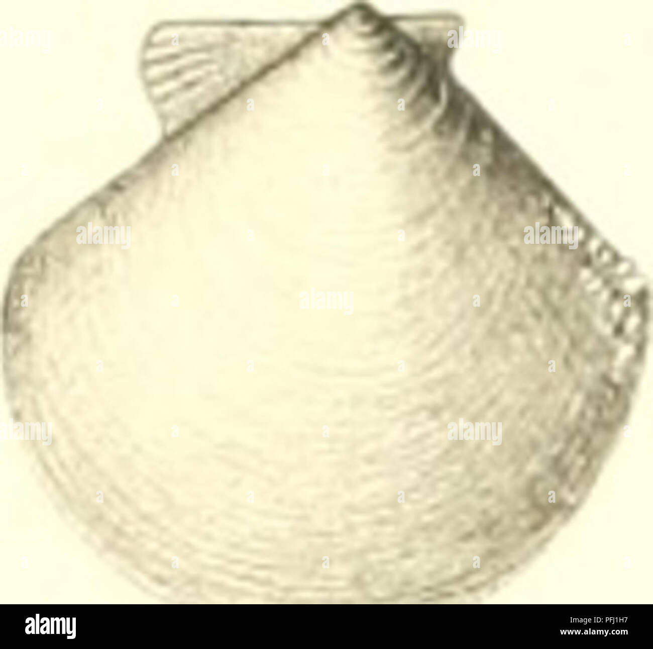 The Danish Ingolf Expedition was a significant scientific endeavor focused on marine life in the Arctic regions. It provided valuable data on marine animals, contributing to the understanding of Arctic ecosystems. The expedition collected marine specimens, offering insights into the biodiversity and ecological interactions in these harsh environments. Stock Photo