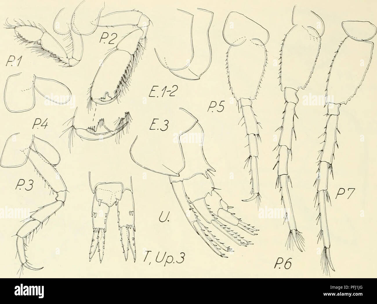 Uropod Rami Triangular medio hi-res stock photography and images - Alamy