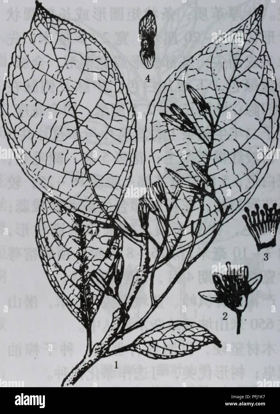 Styracaceae hires stock photography and images Alamy