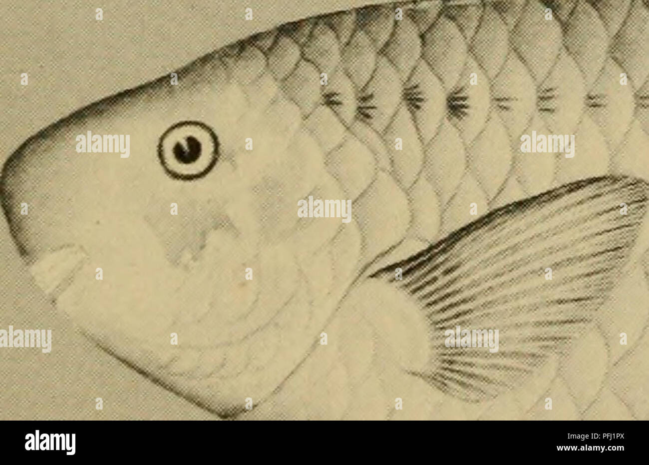 Dangerous marine animals. Marine animals. Sb'&quot; / U' / w%^- ^ J &quot;â  â iV. *5* Fig. 82. Top: Snapper, Monotaxis grandoculis (Forskal). (From  Hiyama) Center: Chinaman Fish, Paradicichthys venenatus Whitley (