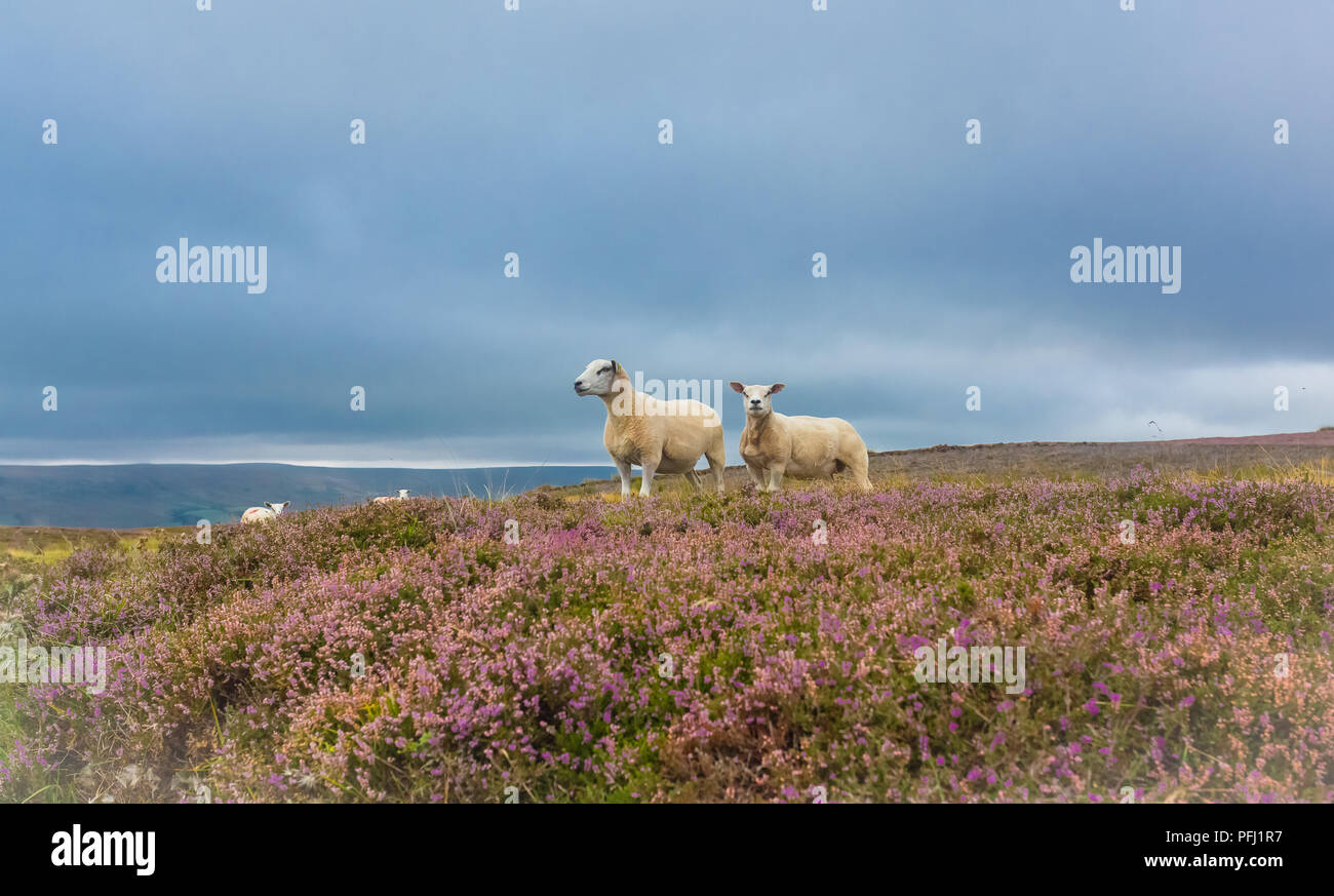 Texel sheep, a ewe and her almost grown lamb stood in purple heather on Penhill in the Yorkshire Dales, UK. Horizontal. Stock Photo