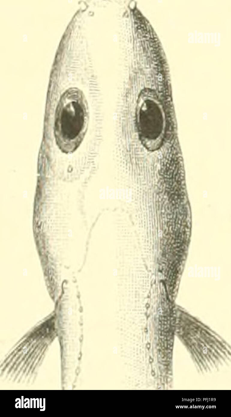 . The Danish Ingolf-expedition. Marine animals -- Arctic regions; Scientific expeditions; Arctic regions. Fig- 15—16. Lycenchclys iinirana, seeu from the side and from above, x i. The scales are omitted. The oval ring over the upper figure shows the form of a cross-section at the place indicated. — The figures are drawn from Collett's type-specimen of Lycodes imiyana from the Norwegian North-Atlantic Expedition of 1877. Lycodes known to me. — The distance between the snout and the anus in L.murcEna is 27,6—30,4% of the total length, in specimens of L. flagellicauda (of similar size) 24,2—28 &q Stock Photo