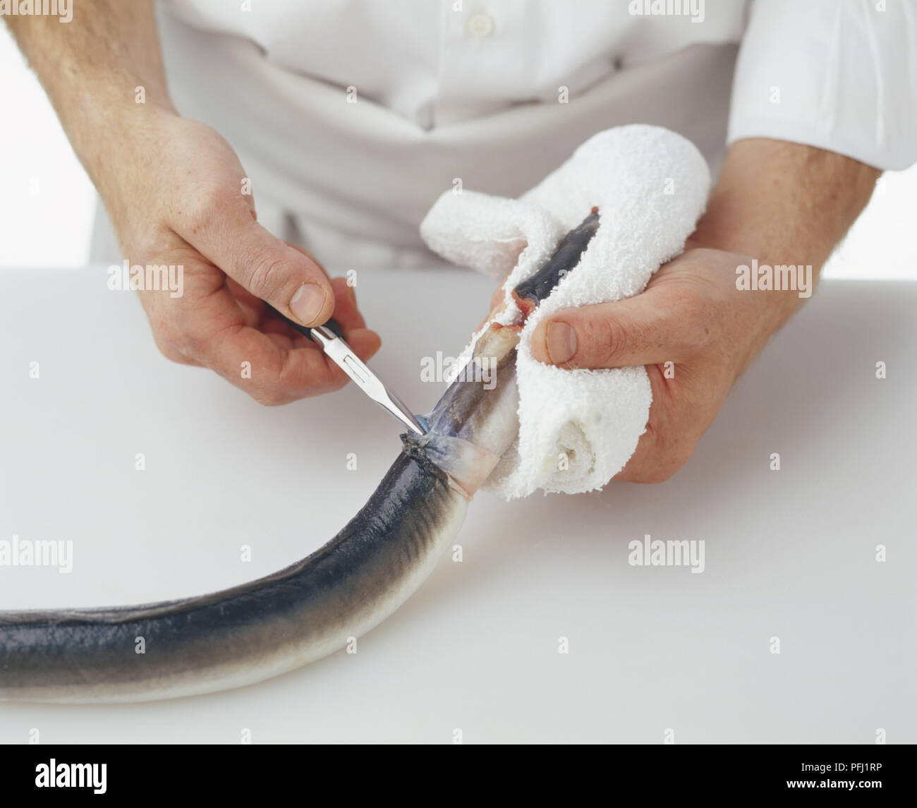 Holding head of an eel with a towel and using pliers to pull skin away from  a cut under the head Stock Photo - Alamy