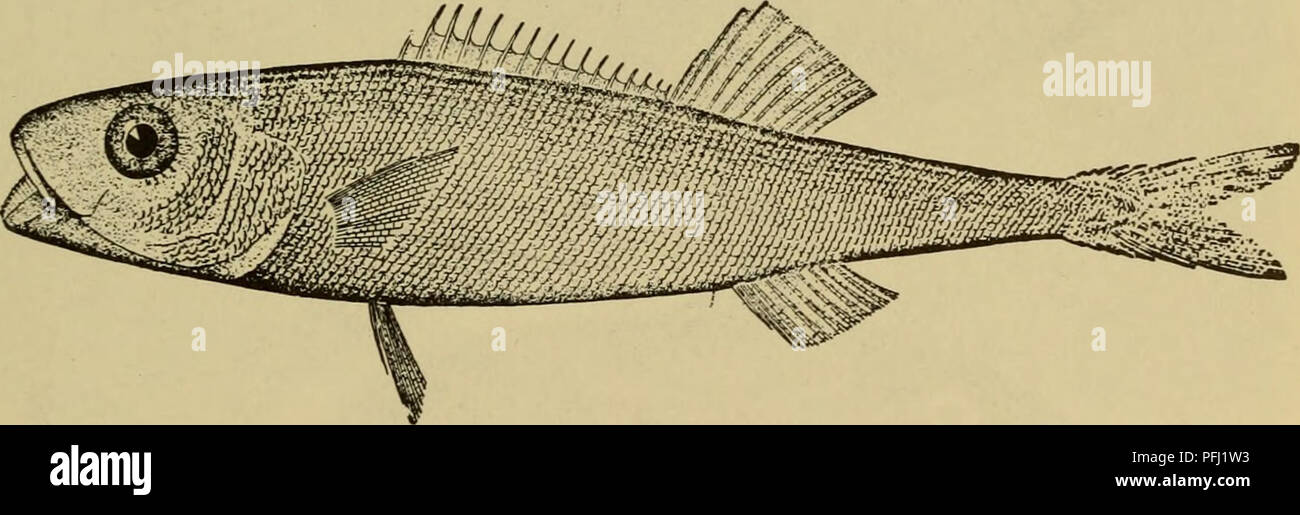 . Dangerous marine animals. Marine animals. Fig. 75. Porgie, Pagellus erythrinus (Linnaeus). (From Day). Fig. 76. Squaretail, Tetragonurus cuvieri (Risso). (From Jordan and Evermann) Anchovy, Engraulis japonicus (Schlegel) (Fig. 78, Bottom). China, Japan, Korea, Formosa. Squirrelfish, Myripristis murdjan (Forskal) (Fig. 79, Top). Indo-Pacific. Oceanic Bonito, Katsuivonus pelamis (Linnaeus) (Fig. 79, Next to Top). Circumtropical.. Please note that these images are extracted from scanned page images that may have been digitally enhanced for readability - coloration and appearance of these illust Stock Photo