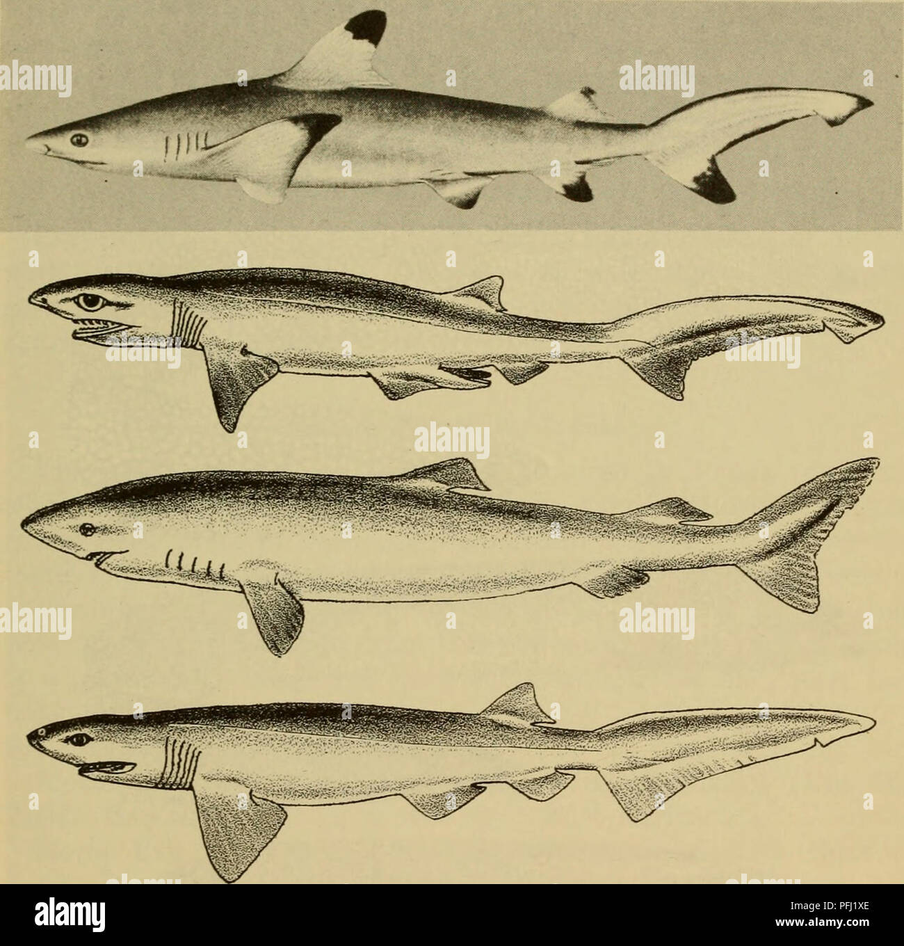 Greenland shark somniosus microcephalus hires stock photography and