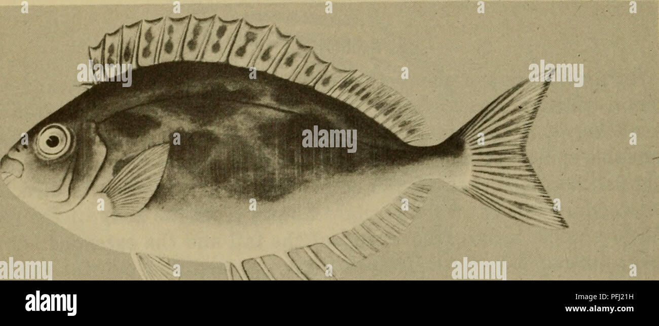 . Dangerous marine animals. Marine animals. . Please note that these images are extracted from scanned page images that may have been digitally enhanced for readability - coloration and appearance of these illustrations may not perfectly resemble the original work.. Halstead, Bruce W. Cambridge, Md. , Cornell Maritime Press Stock Photo