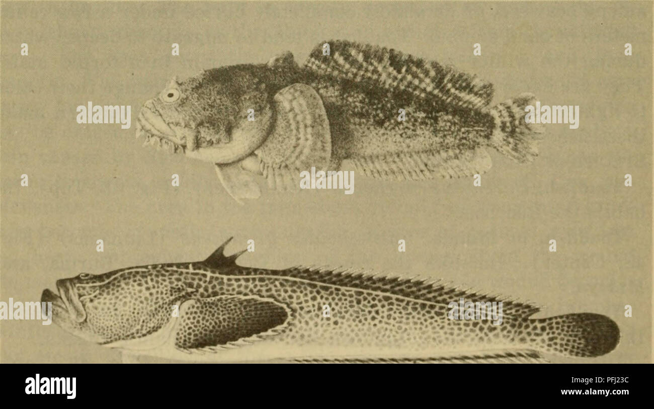 . Dangerous marine animals. Marine animals. v&amp;eyr?' Fig. 48. Top: Toadfish, Barchatus cirrhosas (Klunzinger). (From Klun- zinger) Center: Toadfish, Batrachoides grunniens (Linnaeus). (From Sauvage) Bottom: Batrachoides didactyhis (Bloch). (From Steindachner). Fig. 49. Top: Toadfish, Opsanus tau (Linnaeus). (From Storer) Bottom: Toadfish, ThaJassophryne reticulata Giinther. (Shirao). Please note that these images are extracted from scanned page images that may have been digitally enhanced for readability - coloration and appearance of these illustrations may not perfectly resemble the origi Stock Photo