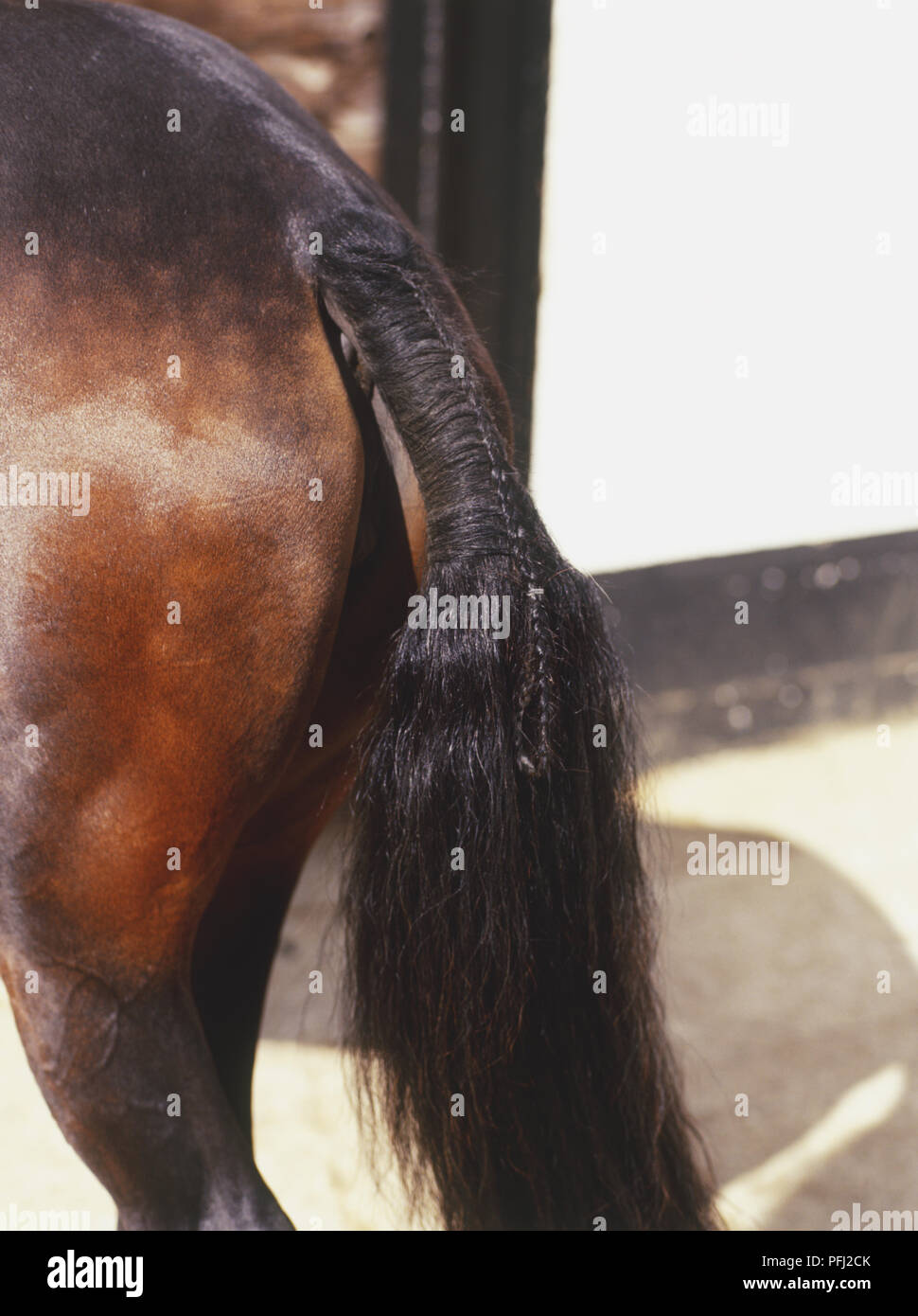 Plaited dock of tail of brown Horse (Equus caballus), side view Stock Photo Alamy