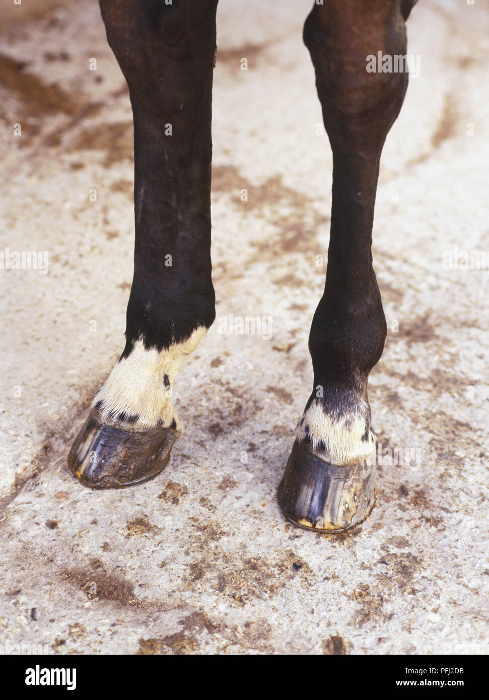 Horse anatomy hooves hires stock photography and images Alamy