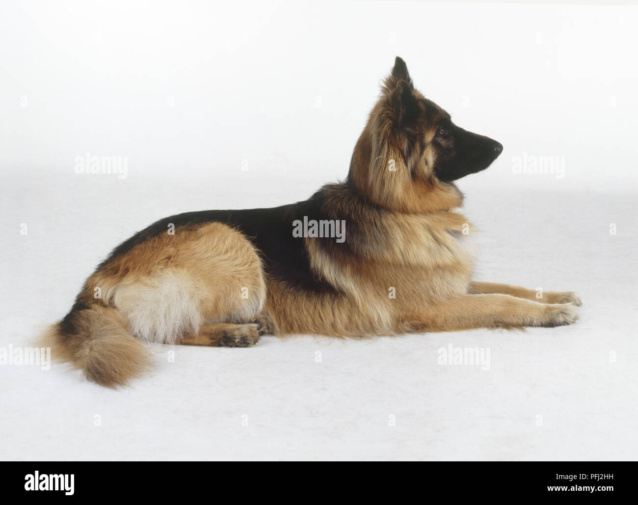 German Shepherd dog (Canis familiaris) lying down, head raised, paws