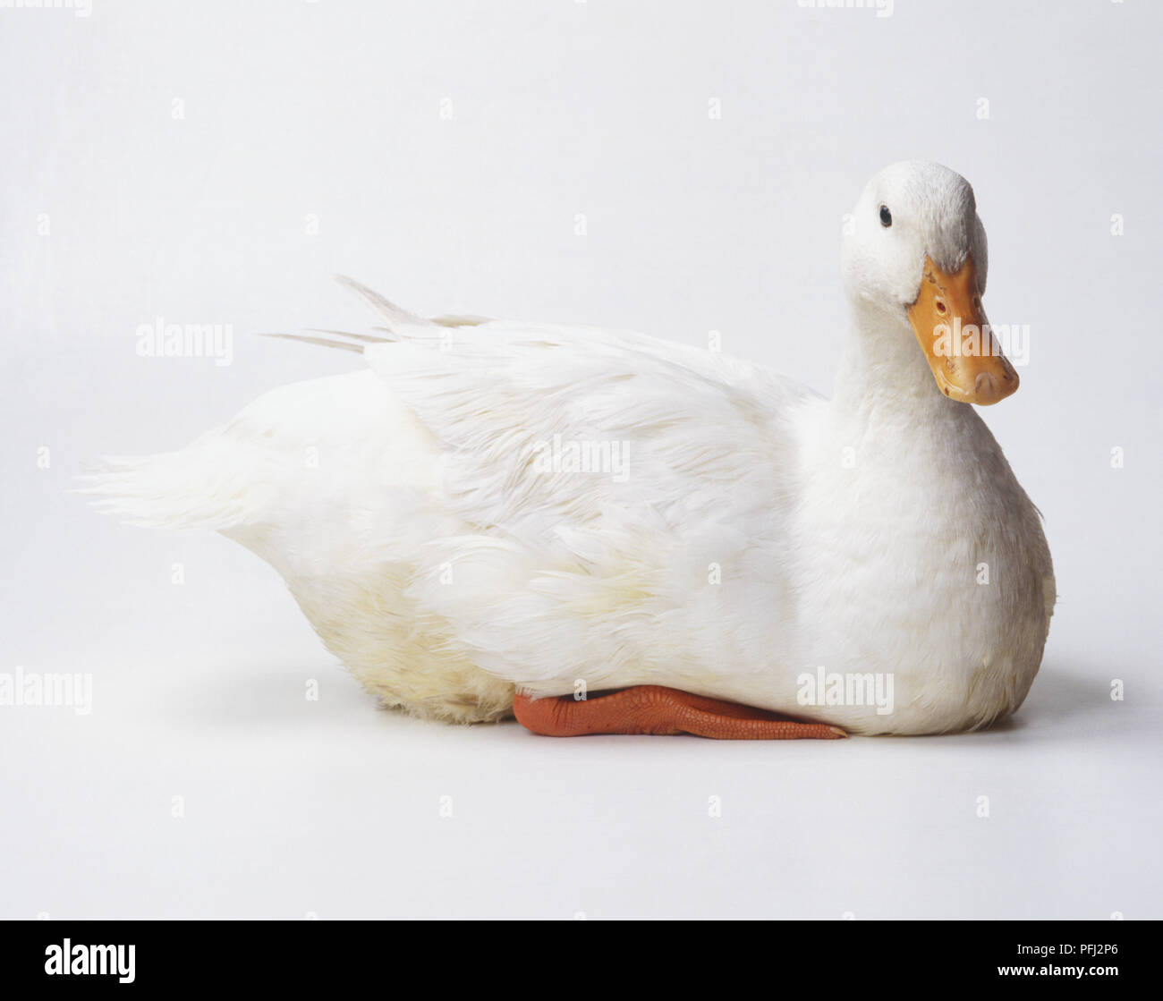Side view of a White Duck (Anatidae), sitting, facing forward Stock