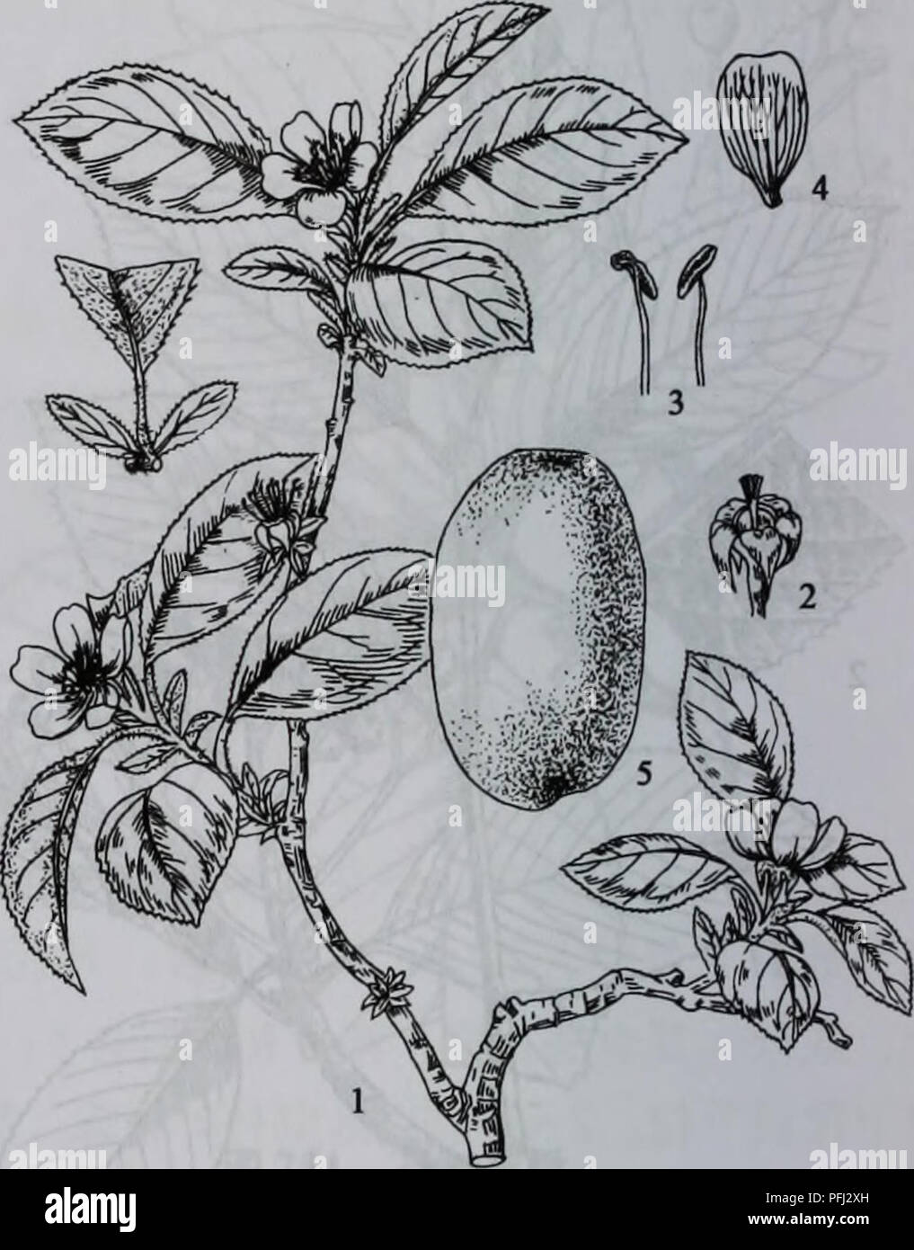 Da Bie Shan Zhi Wu Zhi Botany 534 A A A Ae C C A 10 Ae Ca Chaenomeles Lindl E A Aeaa C Cae Aea A Ae I Aeaºaeae Aºaa E A 2aee Caaa I Aºci A E Aea C I A C Aeaaea Ae Acaec Ci A A A Ae Aee Aºa A Ae I E C5i A C Aeaee I E C 5 Ee 20aea Ae I Aeaea E I E Ae 5i Aºe