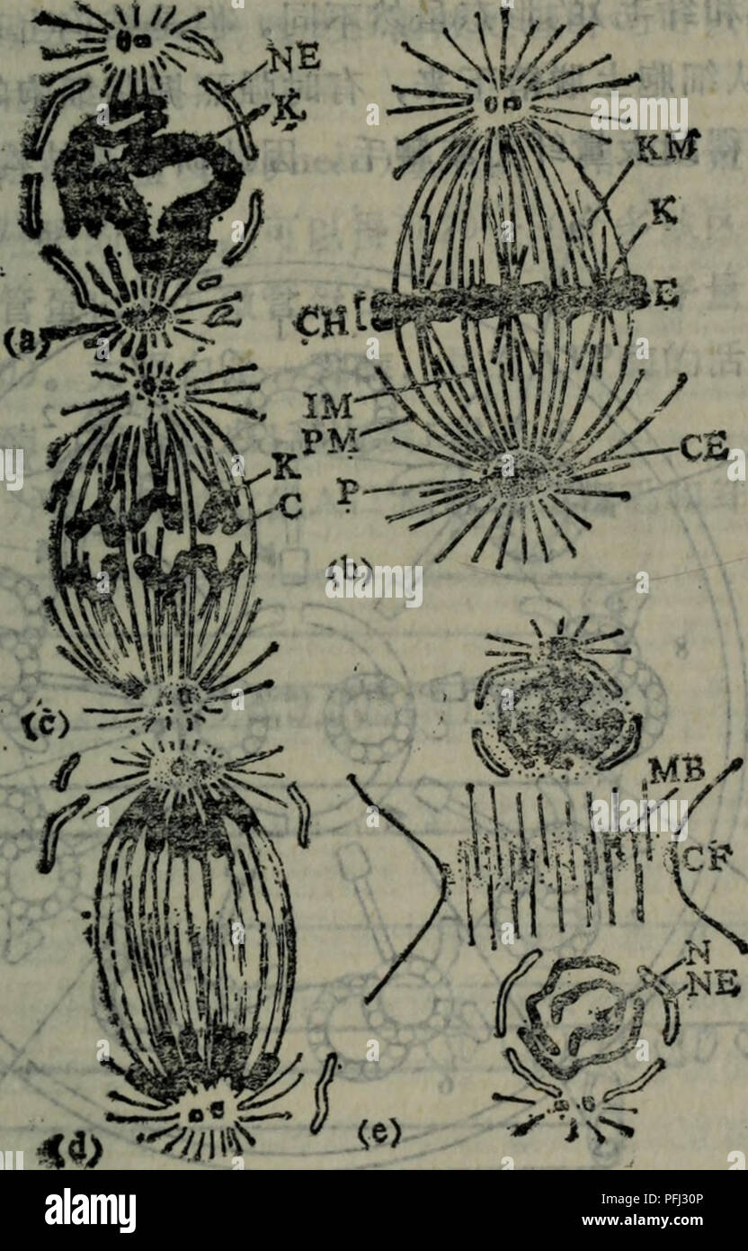 D Aeae High Resolution Stock Photography And Images Alamy