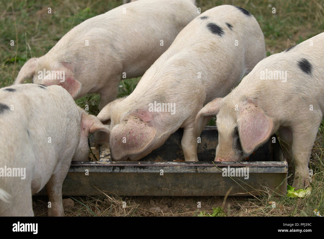 Gloucester Old Spot pigs feeding from trough Stock Photo Alamy