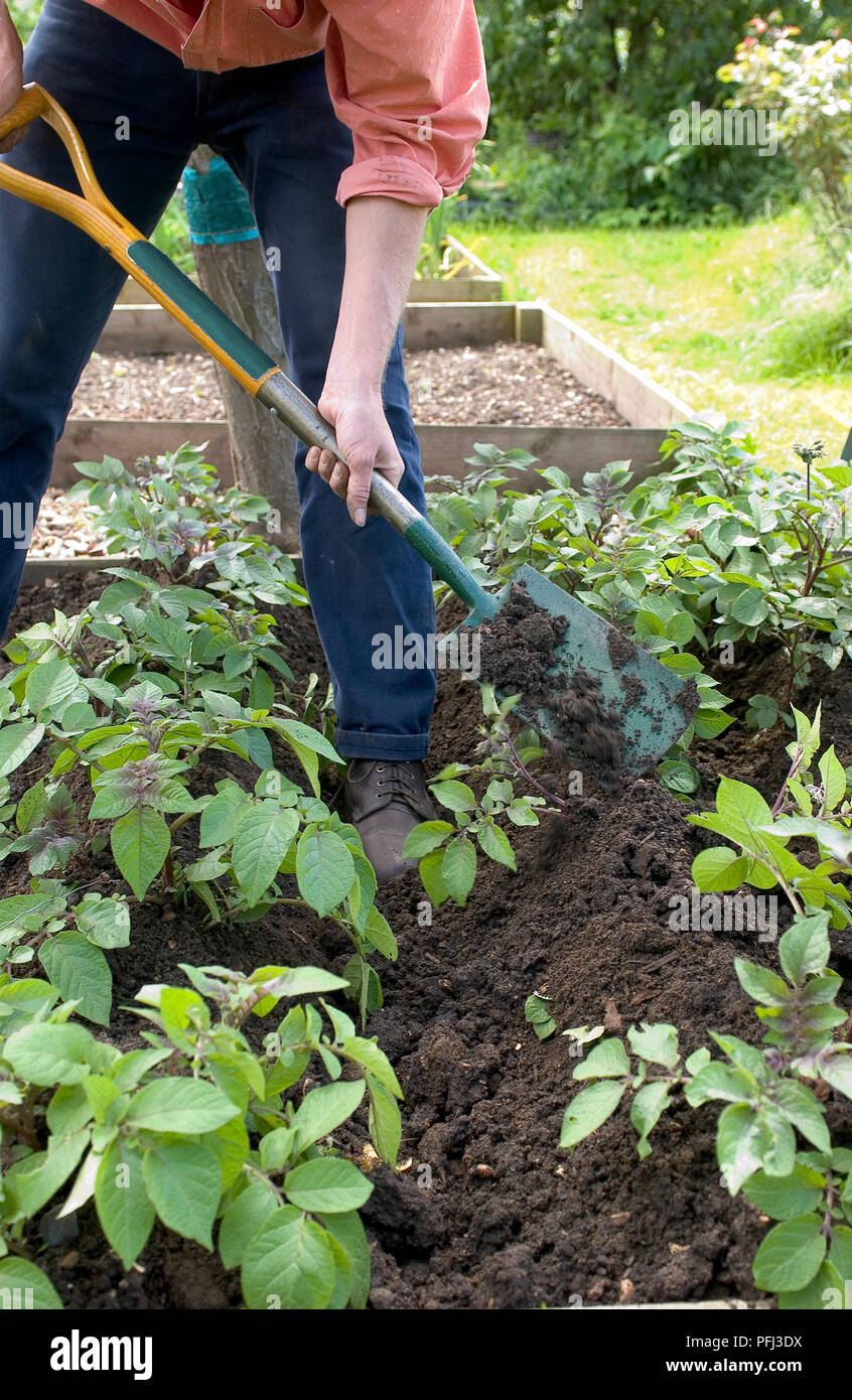 Growing first early potatoes (step), earthing up the emerging plants by