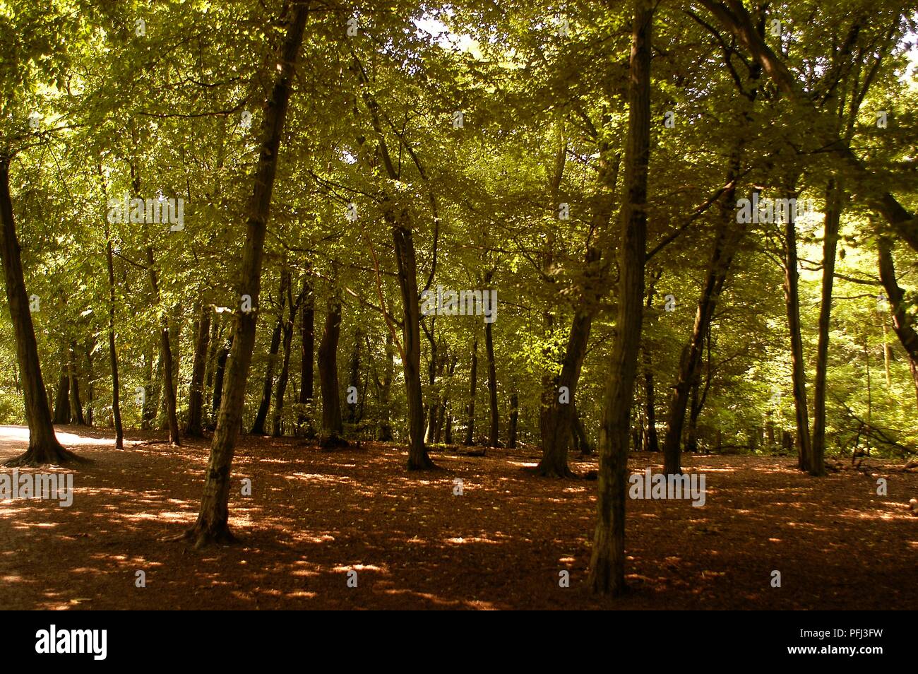 Germany, Berlin, Grunewald, the largest forest within the city limits Stock Photo Alamy