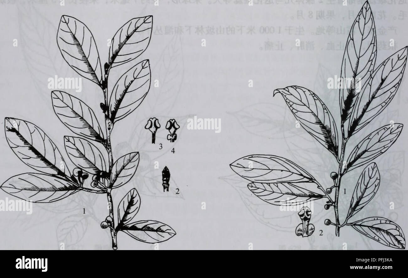 This text discusses various botanical species, focusing on the characteristics and classification of plants. It includes information about their habitats, growth patterns, and ecological roles. The work provides a comprehensive overview of plant diversity and their importance in nature. Stock Photo