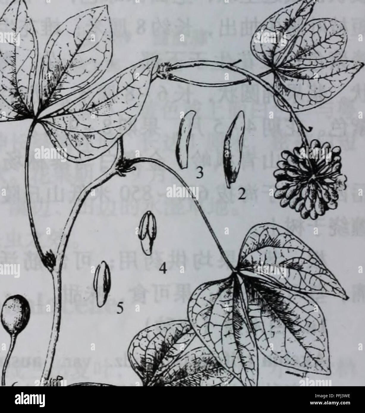 Da Bie Shan Zhi Wu Zhi Botany A 591 Ae E 1 Ae Ae ªa Ae µi 2 E I 3 Ae A C I A E Ae C E I A E Ae C E I Ae Ae Ae A C Ae I Ee C Cº E I Ee Aec E Ae Aeae Aa Aee Ae Aa I E Cº 6ac I Cae Aec E I Cºµe I E Aº C C Ae E C A Ae Ae45aei Aeae8aea Aº Ea C E C A Aeaºaae A