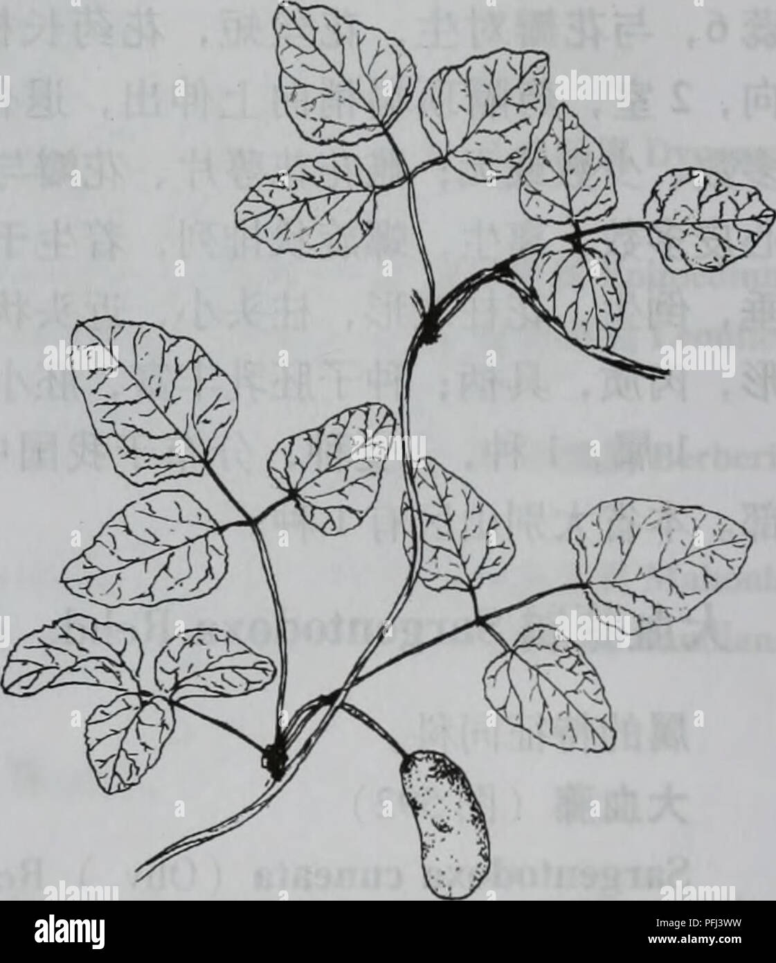 Lardizabalaceae hires stock photography and images Alamy