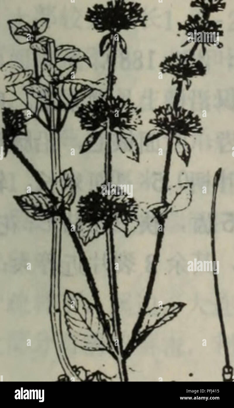 . da lian di qu zhi wu zhi. botany. m 849 ??^ m 850??? Clinopodium chinense Clinopodium urticifolium (Benthj O.Ktze. ? (Hance) C. Y. Wu et .647 . Hsuan ex H. W. Li .. Please note that these images are extracted from scanned page images that may have been digitally enhanced for readability - coloration and appearance of these illustrations may not perfectly resemble the original work.. da lian di qu zhi wu zhi bian xie zu da lian zi ran bo wu guan. Stock Photo