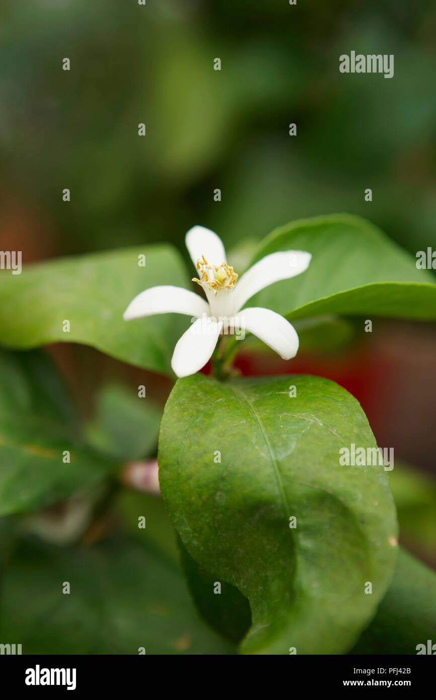 Citrus limon (Lemon tree), white flower amid leaves, close-up Stock Photo