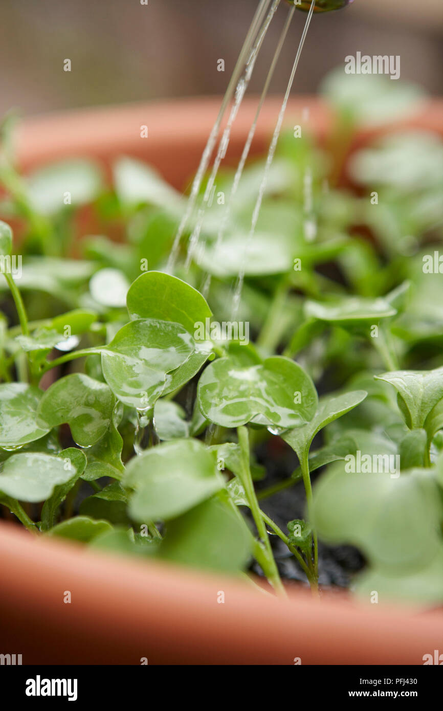 Watering lettuce seedlings in plant pot Stock Photo Alamy