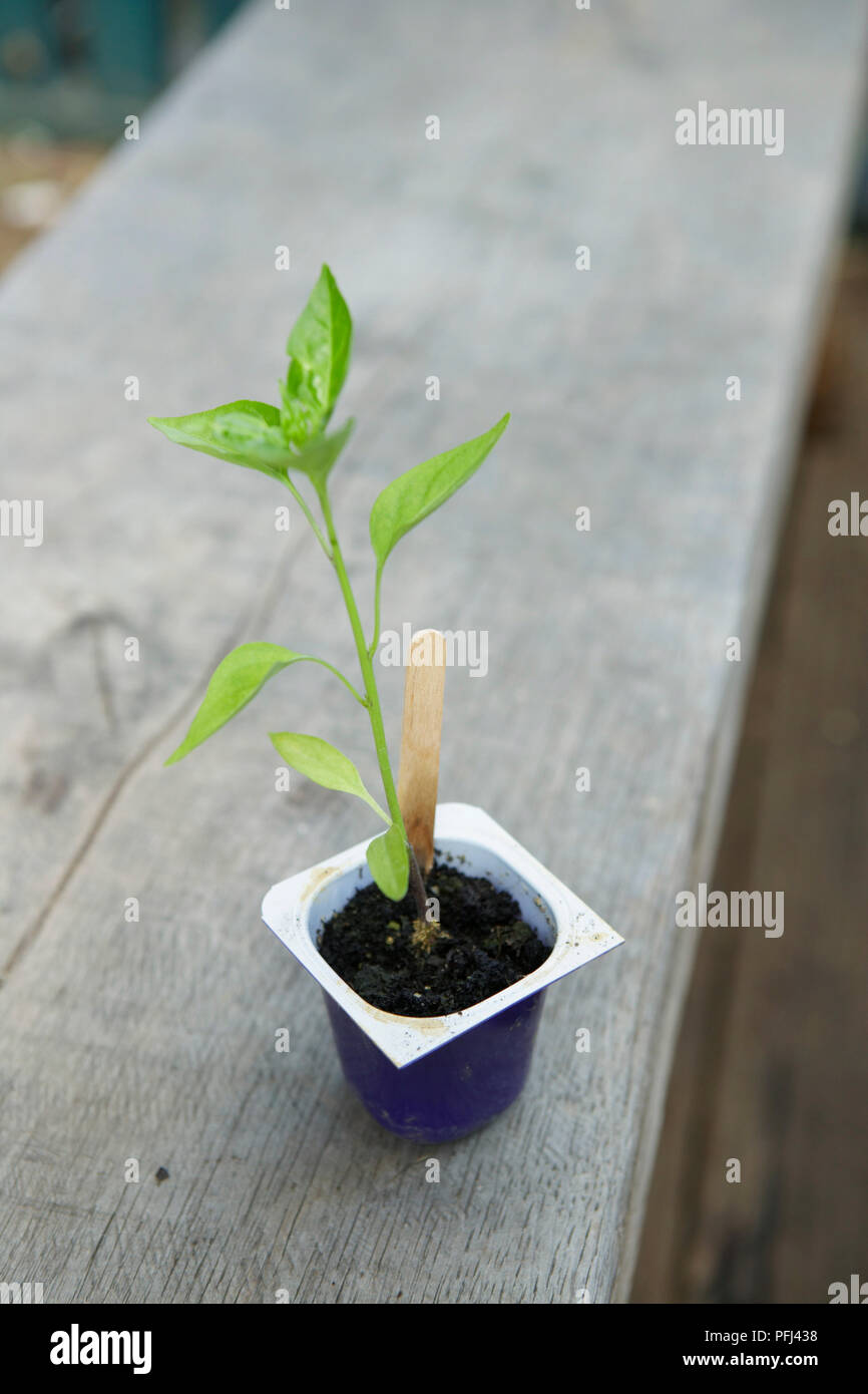 Aubergine seedling hires stock photography and images Alamy