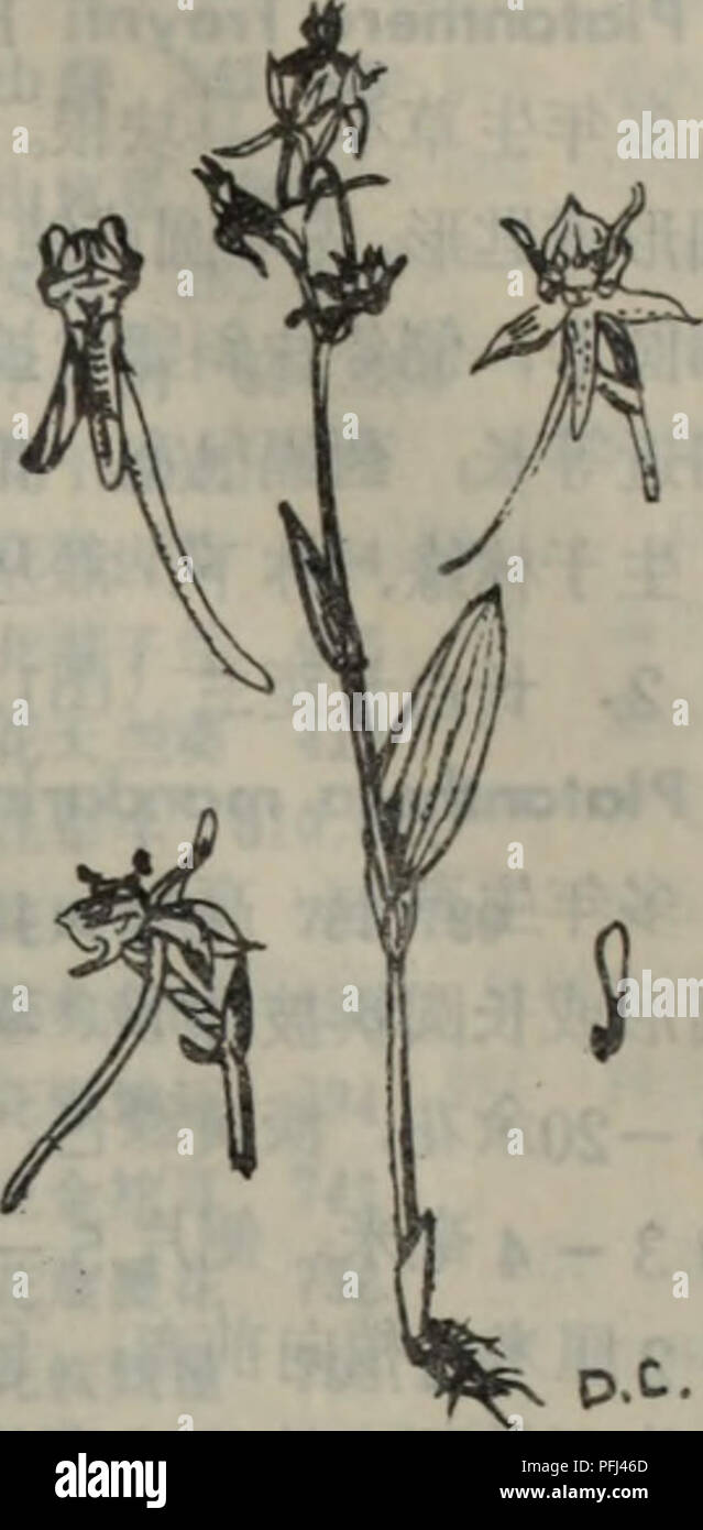 Da Lian Di Qu Zhi Wu Zhi Botany A 1333 E C E E A Platanthera Mandarinorum Reich F 1 A I A 1331 Gt Hobenaria Linearifolia Maxim Prim Fl Amur 269 1859 A Eae Aeaa Ac C I E 5070d A Aºci Cº A I A 2 A 5 10 Ae C I Aº