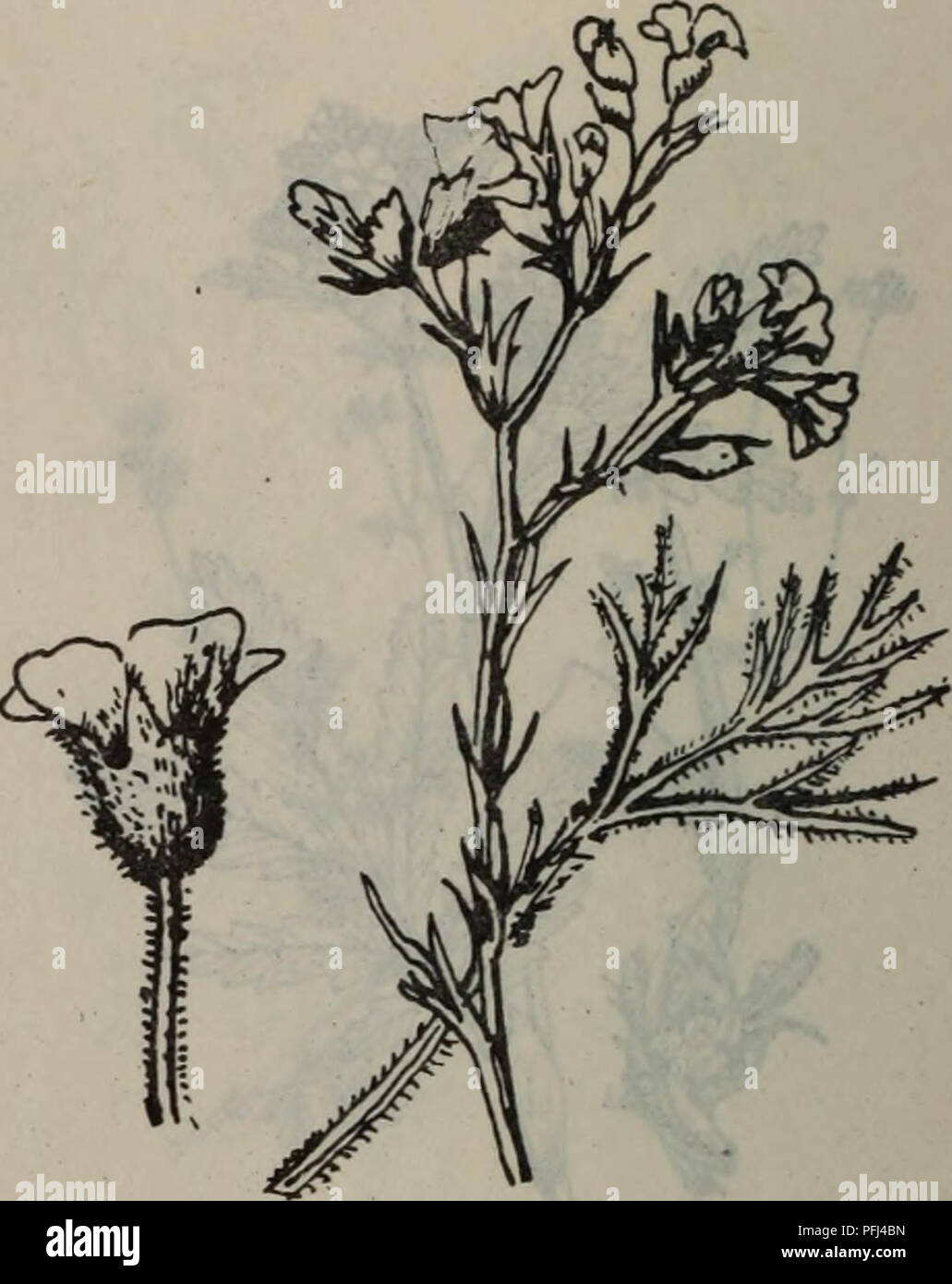 Da Lian Di Qu Zhi Wu Zhi Botany M 429 Ljlki Fis Chamaerhodos Canescens J K Rause Aµa I A C A A I Aºe A C Cªi Ae E Ce Cº 1ai Ee5i E A C Aºe C A C 10i E µa I Ae Ae Ac Aeaµca I C E E I A Ae 3e Ae58aei Aeae8a9aea Aºaea A aai Ea A Aeaa E C Aºa