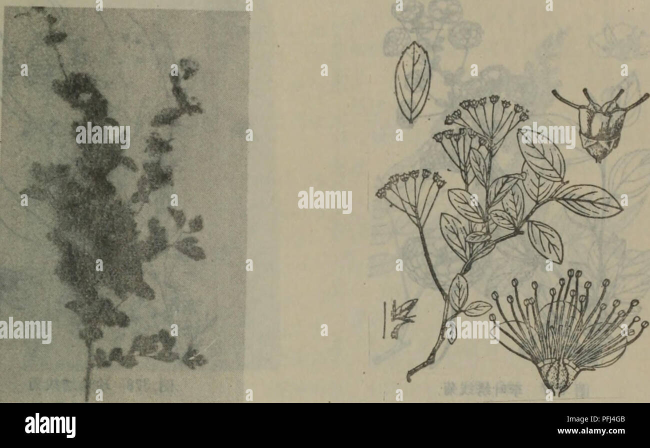 Da Lian Di Qu Zhi Wu Zhi Botany A I A E Eµa M 375ea C