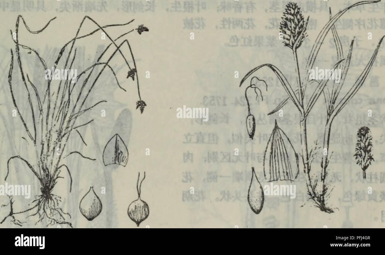 Da Lian Di Qu Zhi Wu Zhi Botany A e A I 31 A Ei A 1251 Carex Duriuscula C A Mey In M M Acad St Petereb 1 214 Tab 8 10 A A Ceae C C E I Ae C Ea Cº C Ca A aeac E 5 A ac I A Ca E 1 5ae C I Ac Ae C C I A C C 3 A